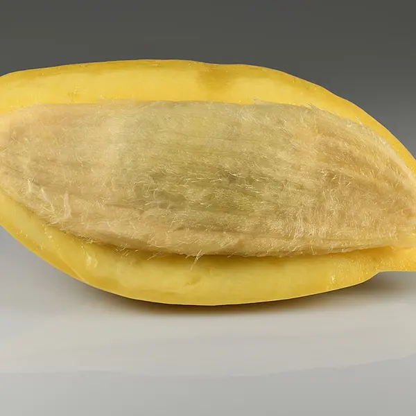 Tomioka Mai (富岡茉衣)